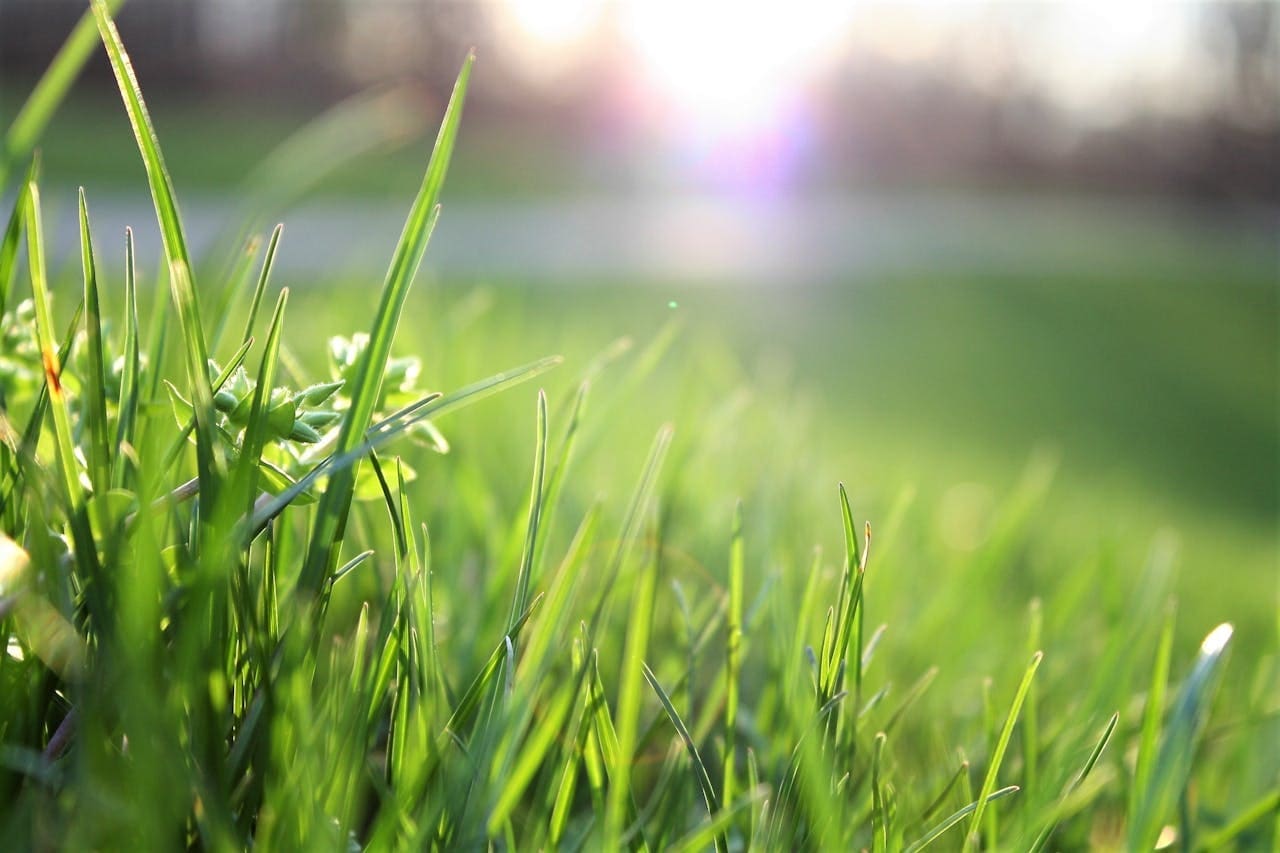 Grass Field - Lawn care Mirror Image Properties